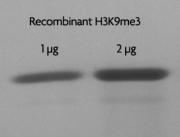 Recombinant Histone H3 trimethyl Lys9 analyzed by SDS-PAGE gel.
