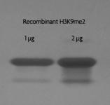 Recombinant Histone H3 dimethyl Lys9 analyzed by SDS-PAGE gel.