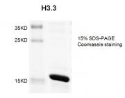 Recombinant Histone H3.3 Coomassie gel