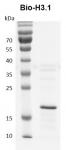 Recombinant Histone H3.1 - biotinylated Coomassie gel
