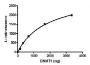 DNMT1 activity assay