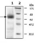 SIRT6 Coomassie gel
