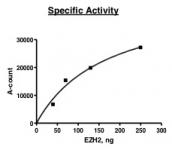 EZH2 activity assay