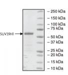 SUV39H1 protein Coomassie gel
