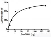 SUV39H1 activity assay