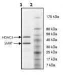 Recombinant HDAC3 complex Coomassie gel