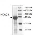 HDAC4 protein Coomassie gel