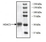 HDAC5 protein Coomassie gel