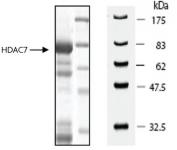 HDAC7 protein Coomassie gel