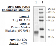 HDAC8 protein Coomassie gel
