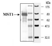 MST1 protein Coomassie gel