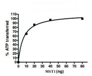 MST1 activity assay
