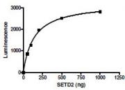 SETD2 (1418-1714) activity assay