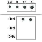 Tet1 activity assay