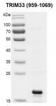 TRIM33 (959-1069) Coomassie gel