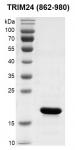 Recombinant TRIM24 (862-980) protein gel.