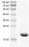 p300 (1041-1161) Coomassie gel