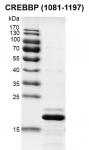CREBBP (1081-1197) Coomassie gel