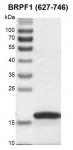 BRPF1 (627-746) Coomassie gel