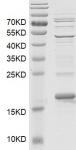 BRD3 (306-416) Coomassie gel