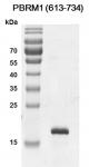 PBRM1 (613-734) Coomassie gel