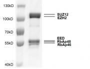 PRC2 complex Coomassie gel