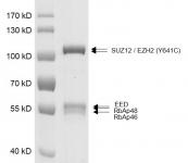 PRC2 EZH2 (Y641C) complex Coomassie gel