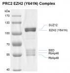 PRC2 EZH2 (Y641N) complex Coomassie gel