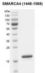 SMARCA4 / BRG1 (1448-1569) Coomassie gel