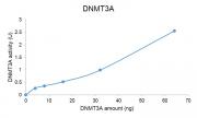 DNMT3A protein DNMT assay