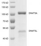 DNMT3A / DNMT3L complex Coomassie gel
