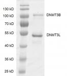 DNMT3B / DNMT3L complex Coomassie gel