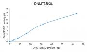 DNMT3B / DNMT3L complex DNMT assay