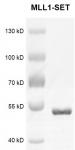 Recombinant KMT2A (MLL1)-SET Coomassie gel