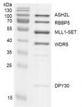 Recombinant KMT2A (MLL1)-SET binding assay