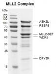 Recombinant KMT2D (MLL2)-SET protein binding assay