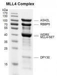 Recombinant KMT2B (MLL4)-SET binding assay