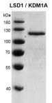 LSD1 / KDM1A Coomassie gel