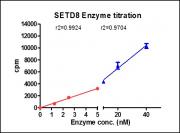 SETD8 protein HMT activity assay
