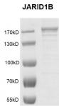 JARID1B / KDM5B Coomassie gel