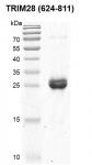 TRIM28 (624-811) Coomassie gel