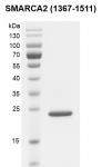 SMARCA2 / BRM (1367-1511) Coomassie gel