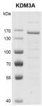 JMJD1A / KDM3A Coomassie gel