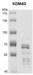 JMJD2D / KDM4D Coomassie gel