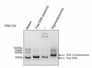 Recombinant Polynucleosomes (H3.3) - DNA Gel-shift assay