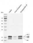 Recombinant Mononucleosomes (H3.1) - biotinylated Coomassie stained gel