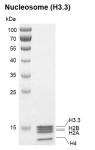 Recombinant Polynucleosomes (H3.3) protein gel.