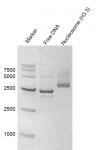 Recombinant Polynucleosomes (H3.3) - DNA Gel-shift assay.