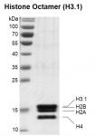 Recombinant Histone Octamer (H3.1) protein gel.