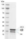 Recombinant Histone Octamer (H3.3) Coomassie gel